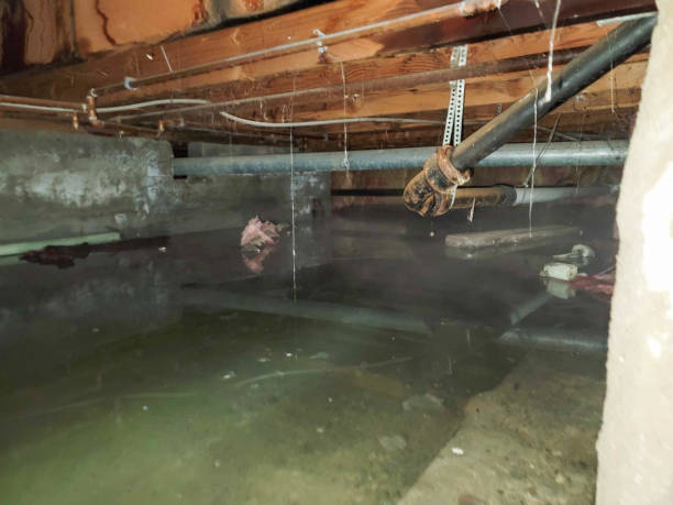 Best Flood restoration services  in De Kal, TX